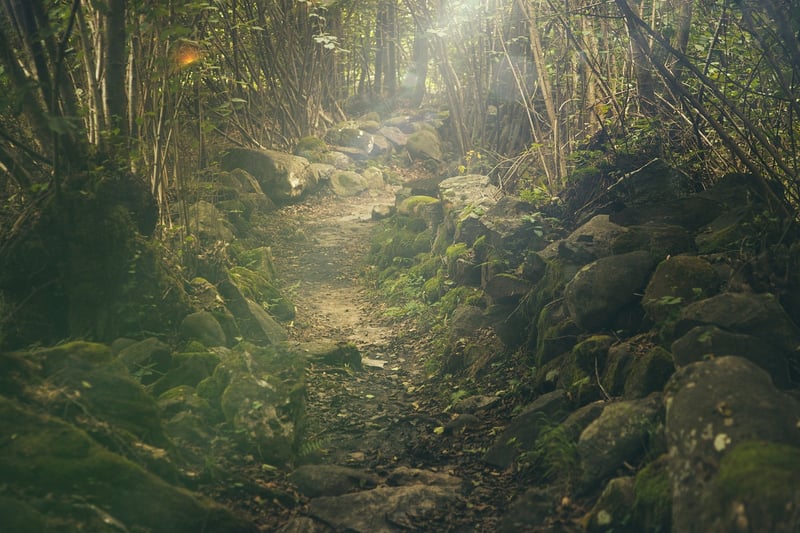 Enchanted Forest Scene
